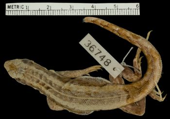 Media type: image;   Herpetology R-36748 Aspect: dorsal